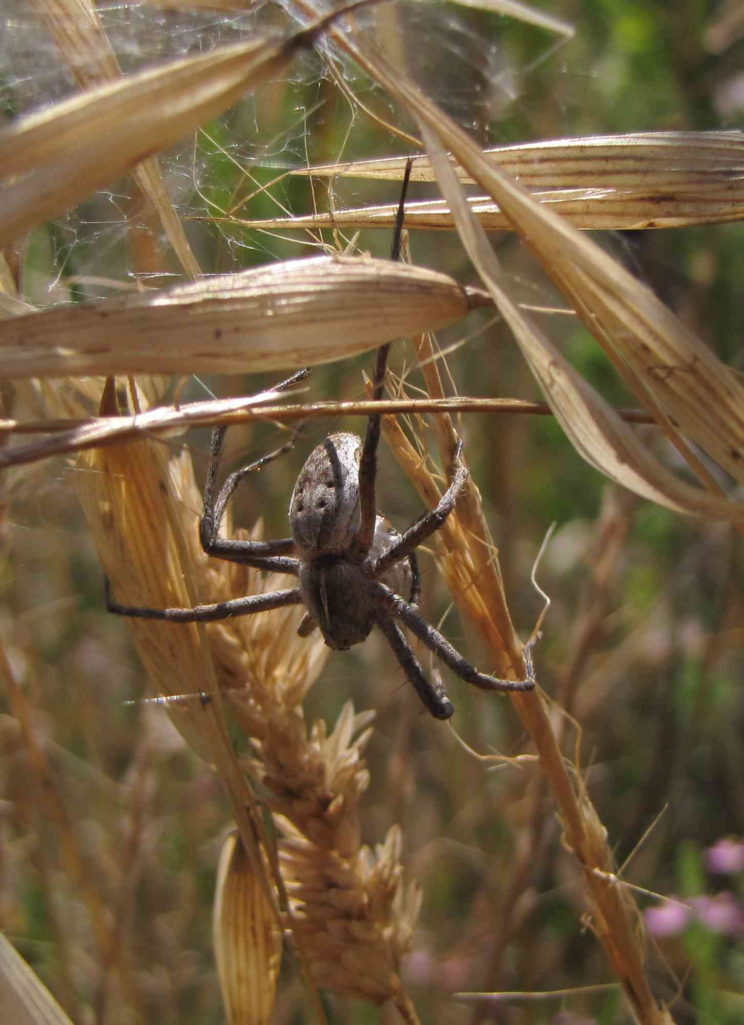 Pisaura sp.
